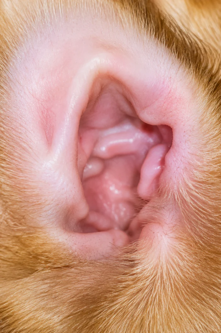 🐾 Alisanda Dog Ear Cleansing & Comfort Drops – Gentle Daily Ear Care✨