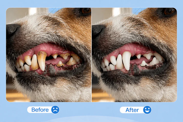 Qooes®Cat Teeth Cleaning Finger Wipes